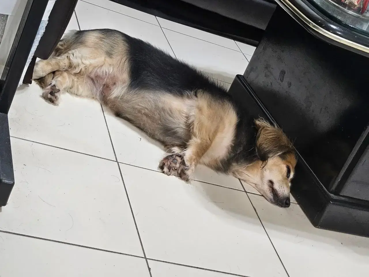 桌邊熟睡的狗狗